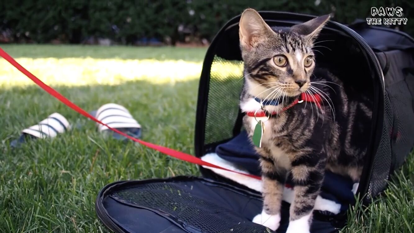 background CatVideoFest 2020