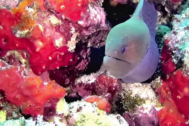 background Coral Reef 3D: Magic of the Indo Pacific