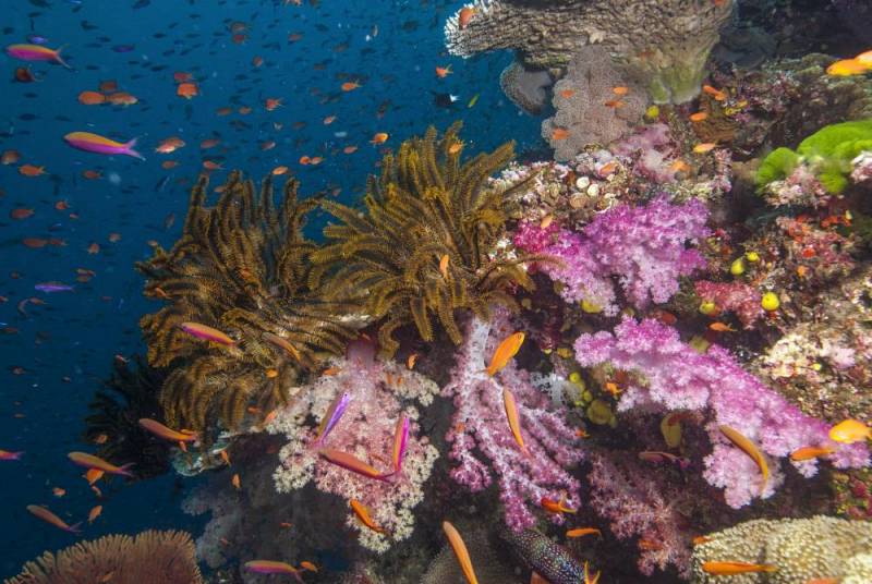 background Wonders of the Sea 3D