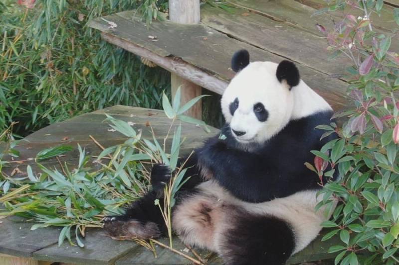 background Het echte leven in de dierentuin