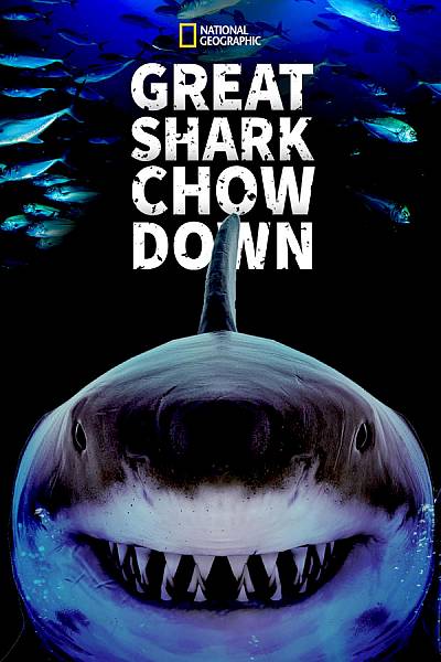 Great Shark Chow Down