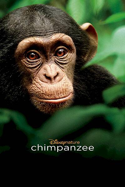 Chimpanzee