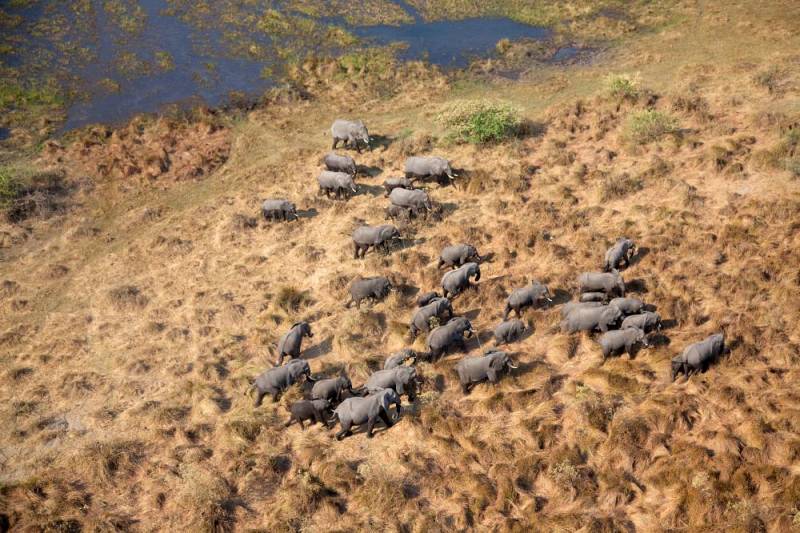 background Elephants Up Close