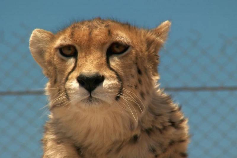 background The Last Surviving Cheetahs