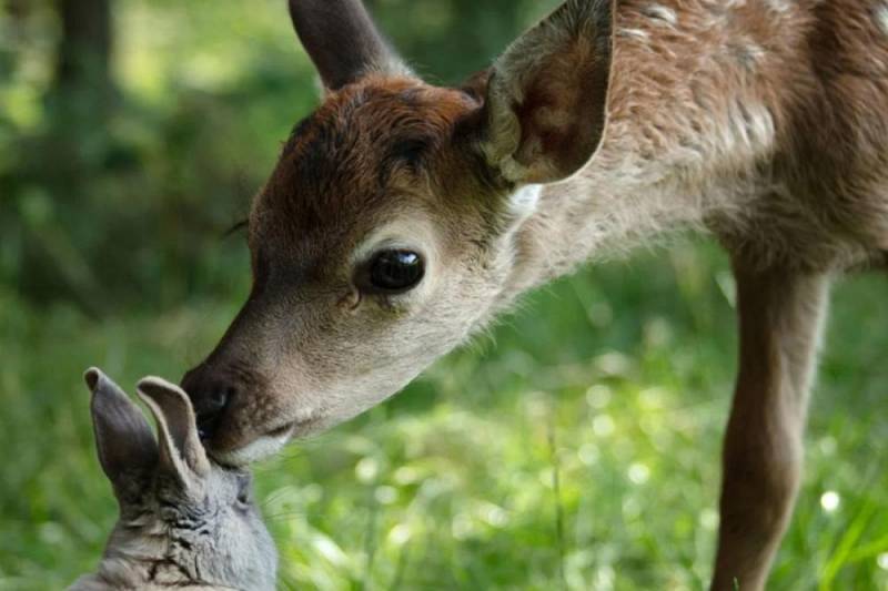 background Bambi