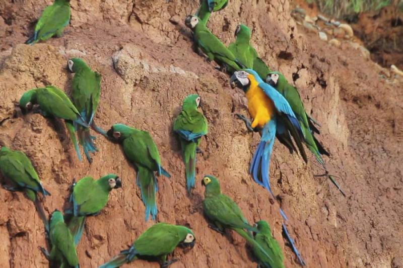 background The Macaw Project