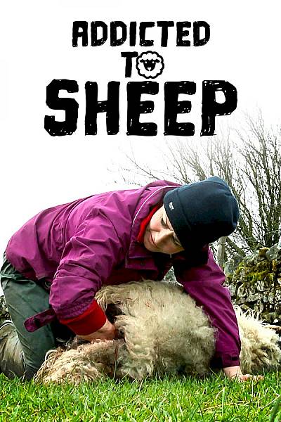 Addicted to Sheep