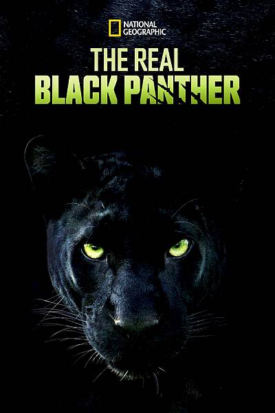 The Real Black Panther