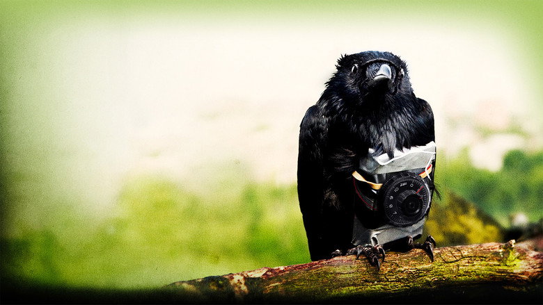 background Four Lions