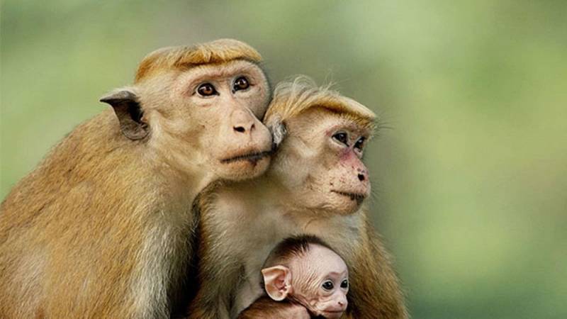 background Monkey Kingdom