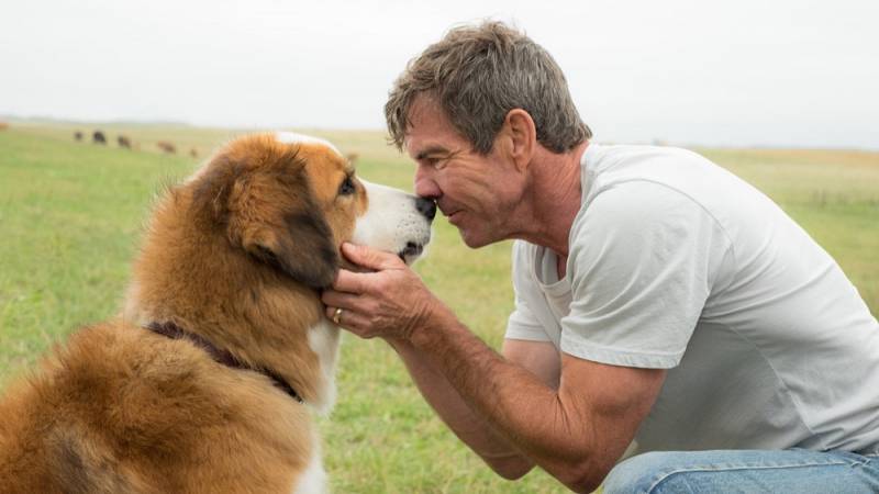 background A Dog's Purpose