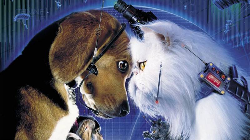 background Cats & Dogs