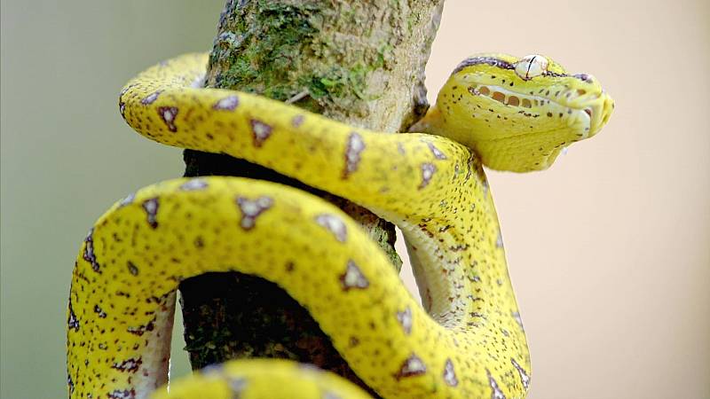background Secrets of Wild Australia