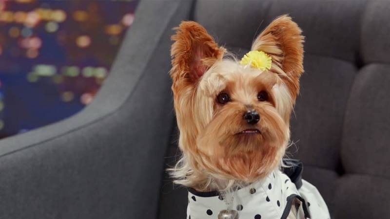 background Pup Star: Better 2Gether
