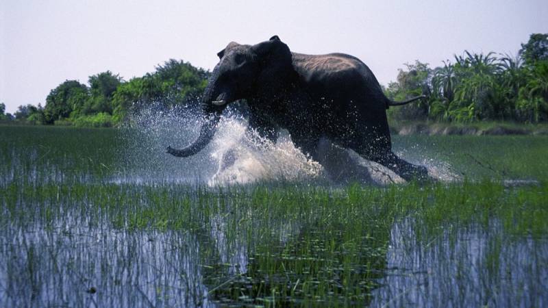 background African Safari