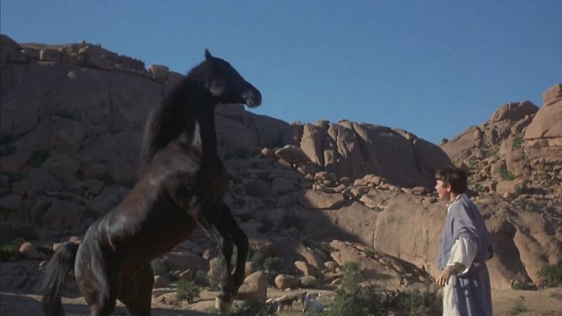 background The Black Stallion Returns