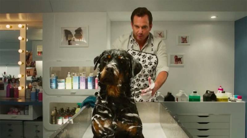 background Show Dogs