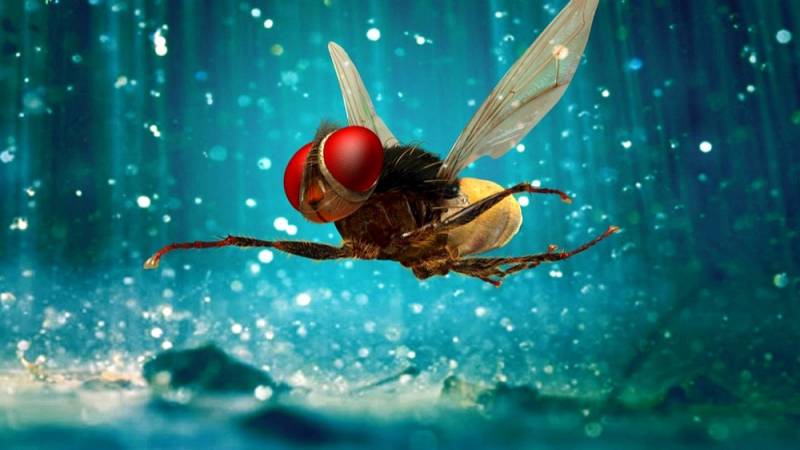 background Eega