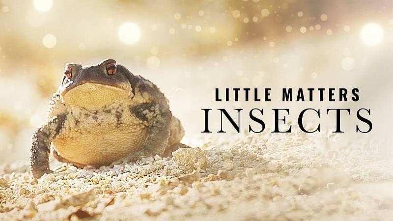 background Little Matters: Insects