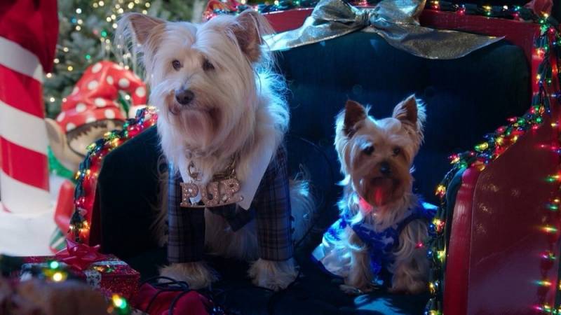 background Puppy Star Christmas