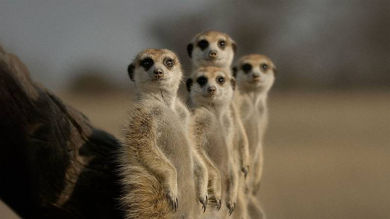 background The Secret Lives of Animals