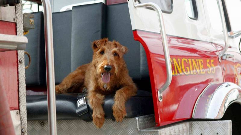 background Firehouse Dog