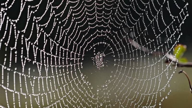 background In The Spider's Web