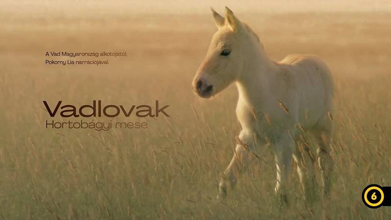 background Nature on Tour: Wild Horses