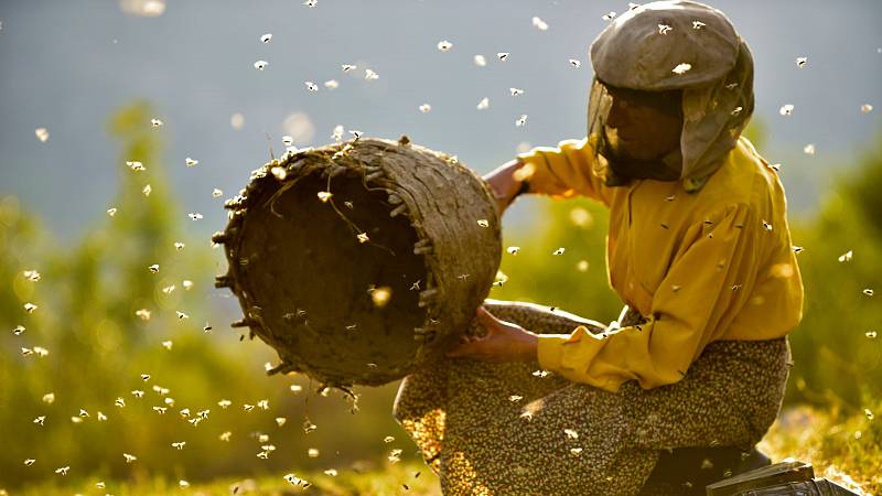 background Honeyland