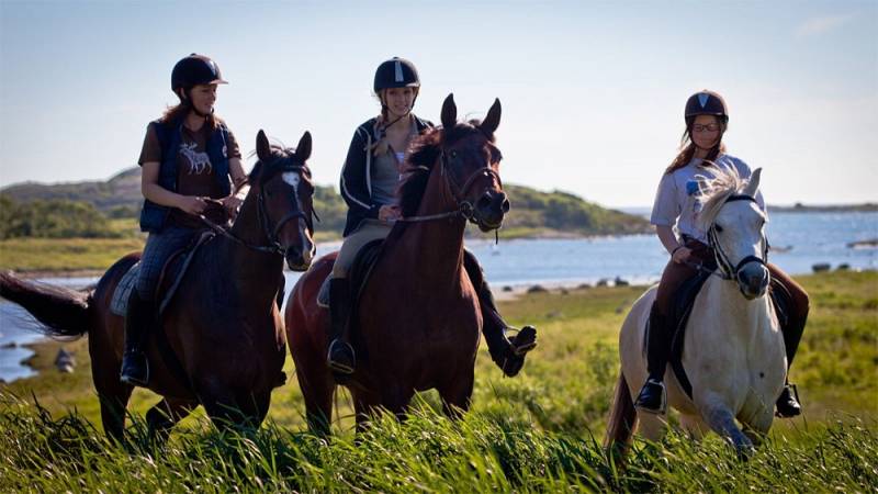 background Coming home: Waar de paarden zijn
