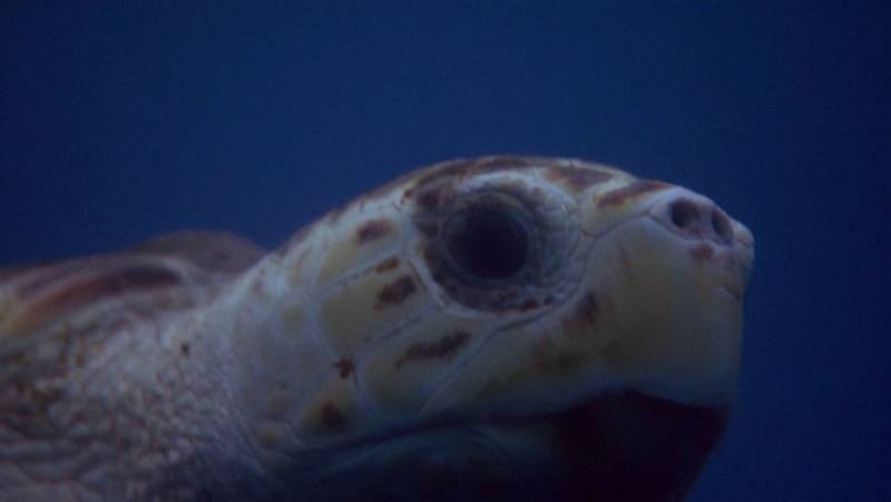 background Turtle: The Incredible Journey