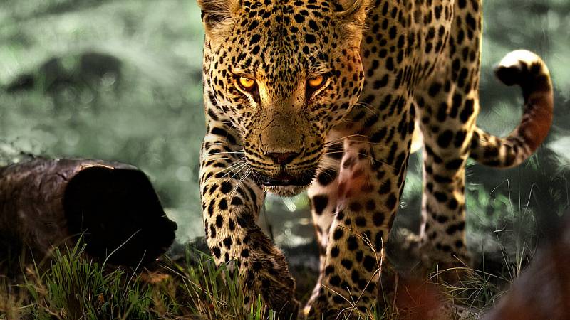 background Living with Leopards