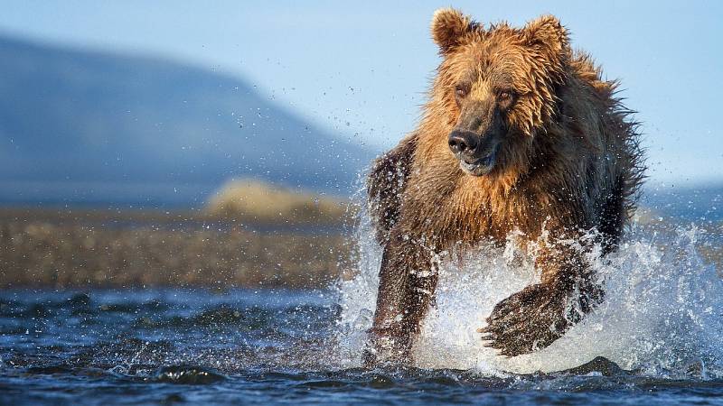background The Hunt