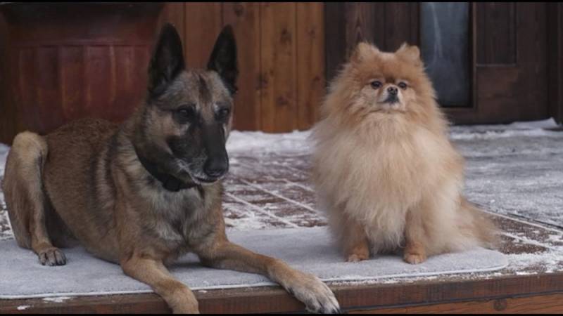 background Step Dogs