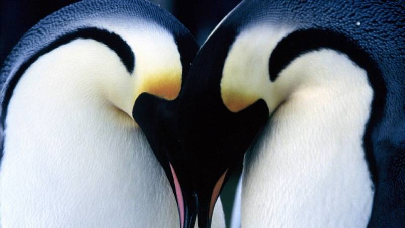 background March of the Penguins