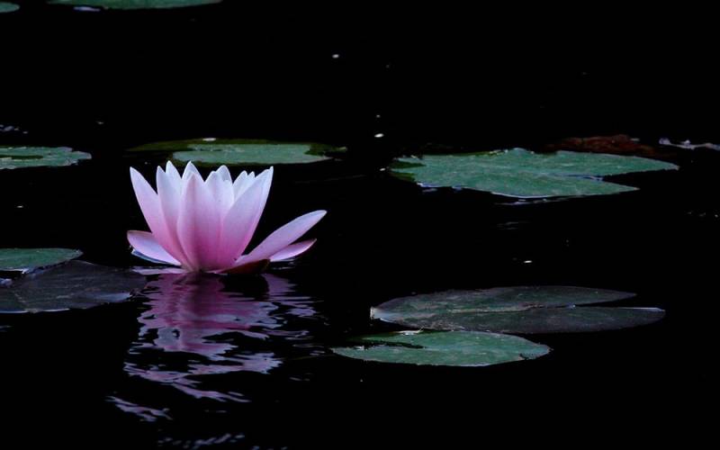 background Lotus