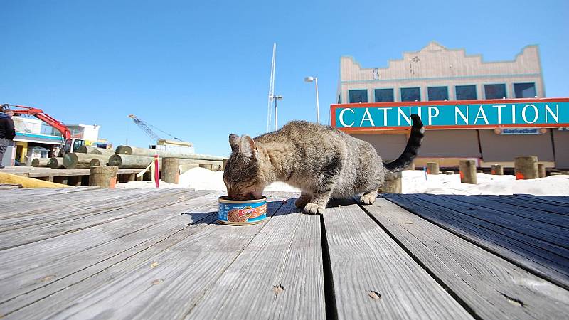 background Catnip Nation