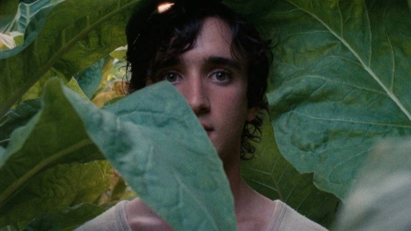 background Lazzaro Felice