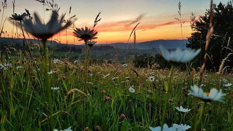 background Nature on Tour: Meadow Wild
