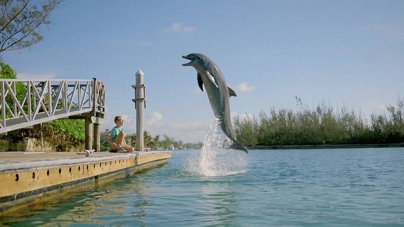 background Dolphin Kick