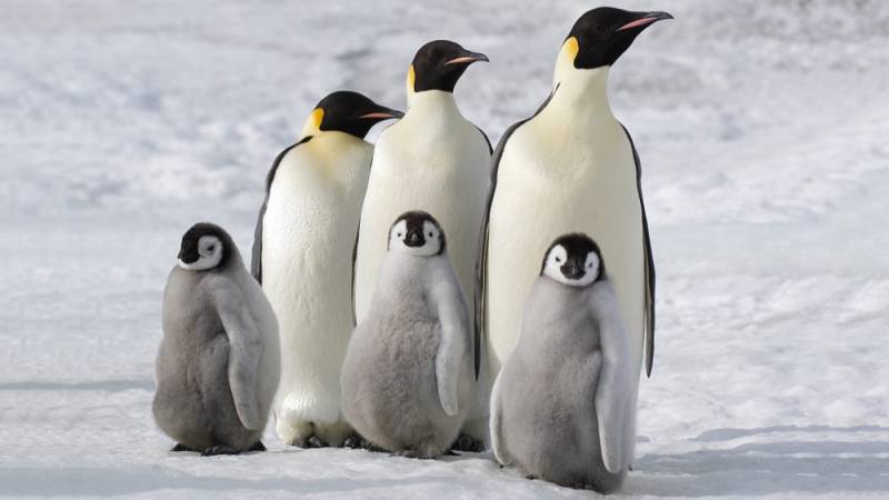 background March of the Penguins 2