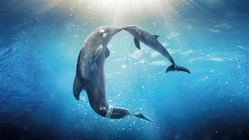 background Dolphin Tale 2
