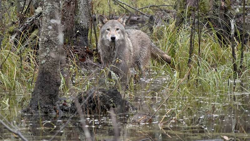 background Wolf