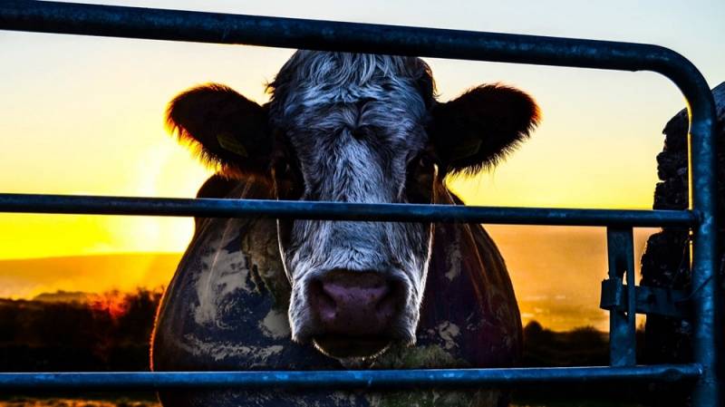 background Cowspiracy: The Sustainability Secret