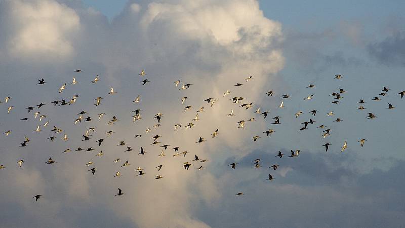 background Grutto! De Reis van onze Nationale Vogel