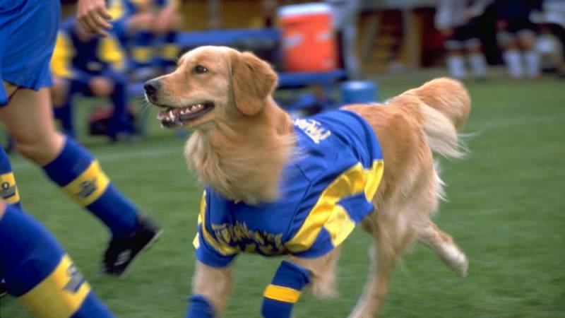 background Air Bud: World Pup