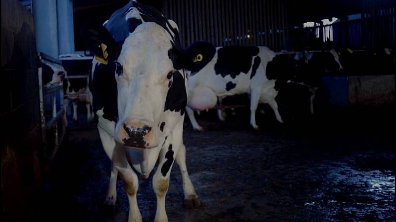background Cow