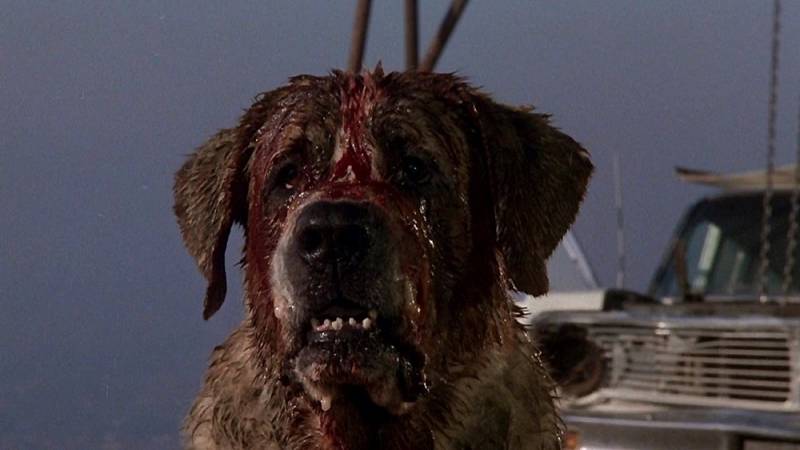 background Cujo