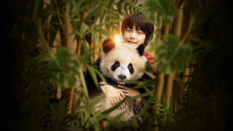 background Moon The Panda