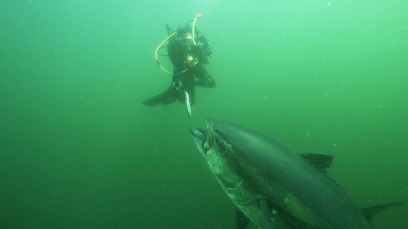 background Bluefin